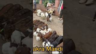 2500rs mae palne wale Ajmeri Bakra | nimbu park Bakra Mandi | ​⁠@sufiyaanvlogs2028 #shorts