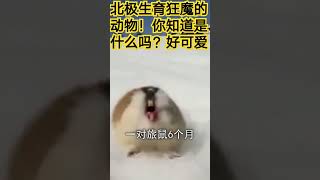 北极生育狂魔的动物！你知道是什么吗？好可爱#知识视频#知识shorts计划#我是youtube小百科#我是shorts小百科#nitobemanei#知识shorts计划#short#shorts 👈