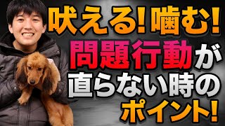 吠える！噛む！問題行動が直らない時のポイント！