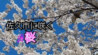 さくし桜サク🌸　長野県 佐久市 2021年（BGMあり）（縦画面）