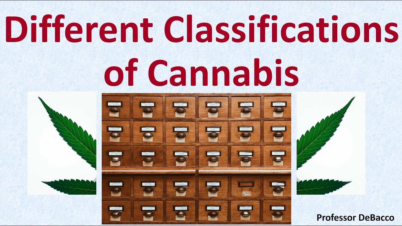 Different Classifications Of Cannabis - YouTube