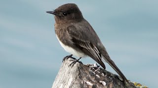 Black Phoebe