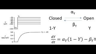 electrophysiology: first order kinetics