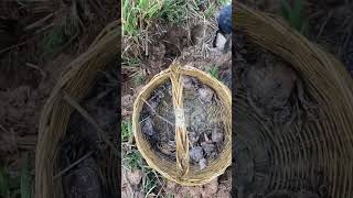 WOW! Jungle boy finding lots of crabs by dig crabs underground / Amazing Rural