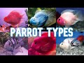 Parrot Cichlids | 15 Types To Know