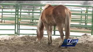 Starving horses rescued from Boone County property