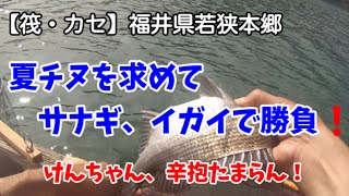 【チヌかかり釣り🎣】2021年7月 福井県おおい町若狭本郷のカセ 夏チヌを求めてサナギ、イガイで勝負❗