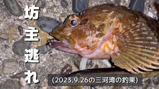 温い釣りに逃げた夜(2023.9.26の三河湾の釣果)