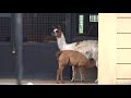 【夢見ヶ崎動物公園】動物園に行ってみた。 yumemigasaki zoo kawasaki japan