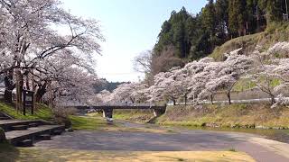 【ふくしま桜紀行】今出川と北須川の桜＿定点10min