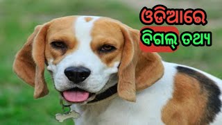 All About Of Beagle dog's in odia | ବିଗଲ୍ କୁକୁର ବିଷୟରେ ସମସ୍ତ ତଥ୍ୟ ଓଡ଼ିଆ ରେ