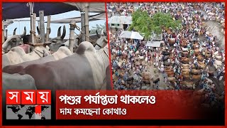 রাজশাহীতে ২৫টি'র বেশি গরুর হাট! | Cattle Market | Rajshahi | Pabna | Joypurhat | Somoy TV