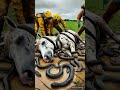 horse is wrapped in millions of snakes 😭 rescue team saved horse animals ai