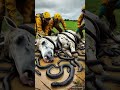 horse is wrapped in millions of snakes 😭 rescue team saved horse animals ai