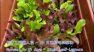 新手入門懶人菜 - 25 天已經可以採收  🥬🥬🥬  Harvest in 25 days - Mixed Leaf Lettuce