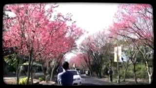 2014/2/3 北投復興三路櫻花隧道