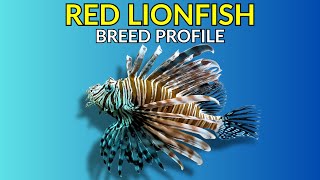 Red Lionfish Care Guide | Feeding Tank Setup Temperament & Lifespan