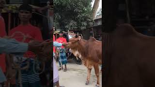 অসাধারণ সুন্দর একটা গ'রু 🐮🐂🦬 #highlight #গরুরহাট #naturelovers #anime #cowlover #animals #cow #cows