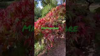 Japanese maple trees, how to select, water, feed and protect them from sun / wind!