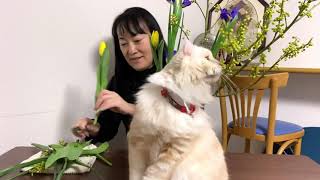 3分間いけばな ikebana in 3minutes 猫も一緒に‼️