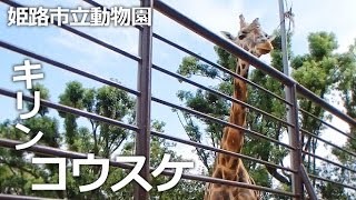 姫路市立動物園【キリンのコウスケ】ハートマークを見つけたら幸運が訪れる♡