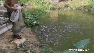 Harvest Tilapia for Christmas