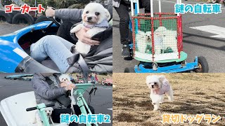 犬と一緒にアトラクションを楽しめる遊園地が楽しすぎた【伊豆ぐらんぱる公園】