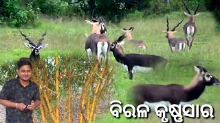 ବିରଳ କୃଷ୍ଣସାର ମୃଗ. ଗଞ୍ଜାମ ଗୌରବ.blackbuck