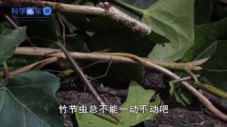 农村常见的虫子，人称“竹节虫”，为什么现在越来越少了？