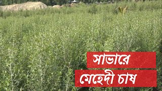 সাভারে বাণিজ্যিকভাবে মেহেদী চাষ || Commercial henna cultivation in Savar || New Video 2021 ||