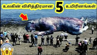 உலகின் விசித்திரமான 5 உயிரினங்கள் | tamil galatta news info bytes minutes mystery | top 5 creatures