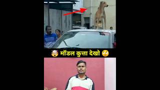 कुत्तों का राज होगा 2023 में देखो 😱😲 #shorts #ytshorts #trending @Mrtkachora