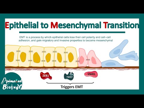 What cells are mesenchymal?