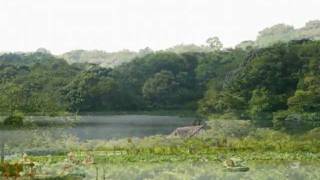 蓮華寺池公園の夏♪