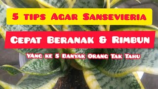 5 Tips Agar Sansevieria Cepat Beranak Dan Rimbun