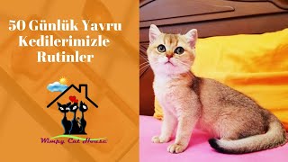 50 Günlük Yavru Kedilerimizle Rutinler