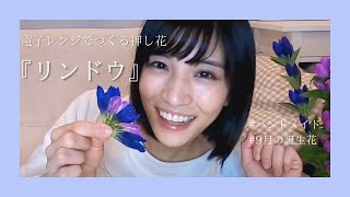 ９月の誕生花『リンドウ』〜電子レンジでつくる押し花！？〜