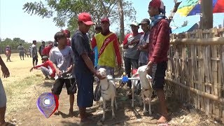 Kerapan Kambing - NET. JATIM