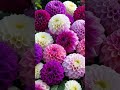 Mesmerizing dahlia flowers are very attractive #shorts #shortsfeed #shortvideo #dahlias #flowers