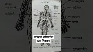 आपल्या शरीरातील रक्त भिसरण अवयव