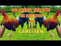 LCJR GAMEFARM - JL SALBIBIA - 5K SWEATER- GOLDENBOY SWEATER- SIGNATURE line in the Philippines...