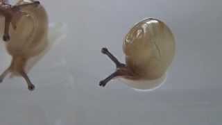 孵化当日のカタツムリの赤ちゃん　Snail baby hatching day