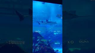 [World record] The World’s Largest Suspended Aquarium [世界紀錄] 世界最大水族箱 2 #shorts