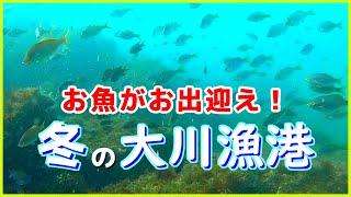 【お魚がお出迎え！】和歌山の釣り場「大川漁港」冬の水中映像  No.319