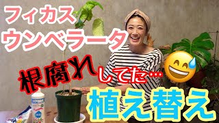 【観葉植物】「フィカス ウンベラータ」植え替え / 4月〜10月が適期🌴 / 3年植え替えせずに放置していたら”根腐れ”発覚、対処法もお教えします🤗 / 鉢は？肥料は？水遣りは？【ガーデニング】