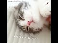 今日はうっとり日和…🐱 ナデナデされる子猫ちゃんの顔は幸福そのもの💕【peco tv】