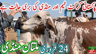 Multan Cow Mandi Fresh Latest Update Video | Cholistani Ablk Nukre Sahiwal Bachre | Cow Mandi 2024🔥💯