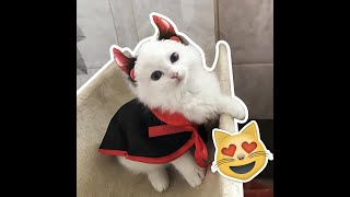 Pet Cat Cosplay Cloak Horn Costume 1