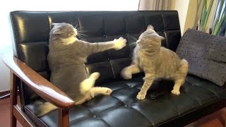 猫バトルは突然に - Cat Battle on Sofa -