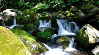 【4K Japanese Nature Sounds】The murmuring of melted snow flowing in nature (Study/Sleep/ASMR)